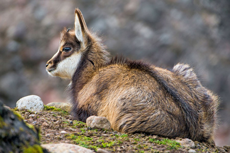 parc national pyrenees 01